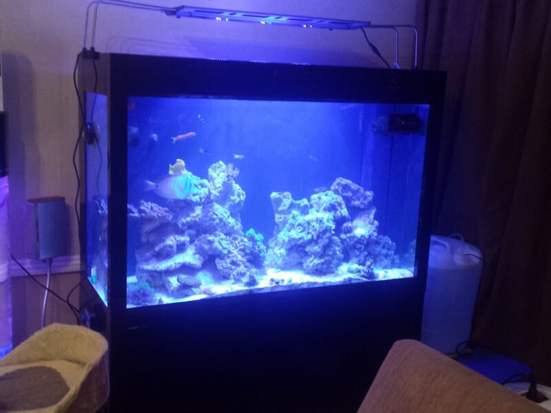 Cleair Tall Marine tank