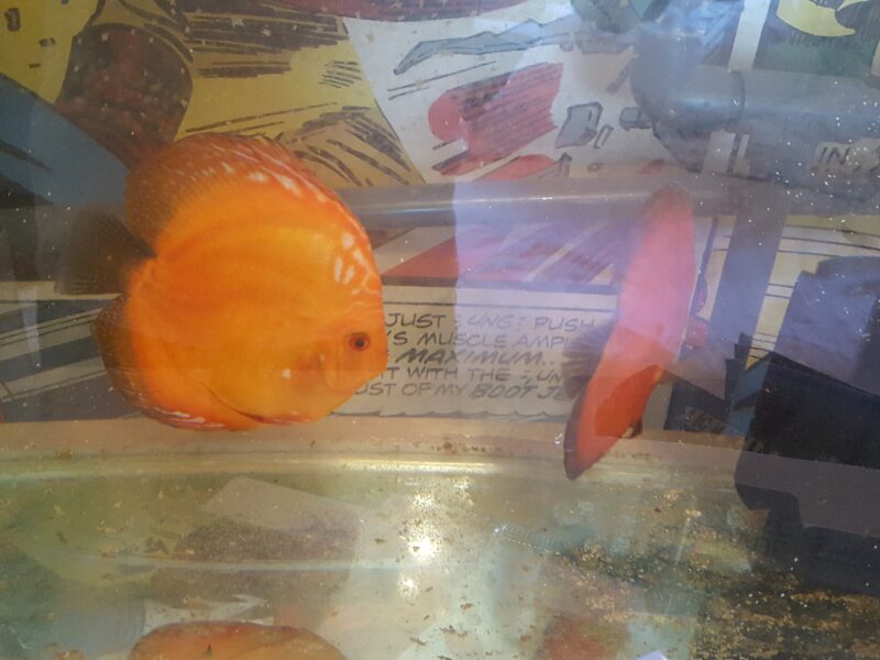 Pigeon Blood Orange Discus Breeding Pair