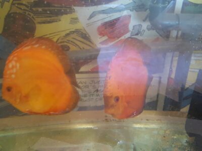 Pigeon Blood Orange Discus Breeding Pair