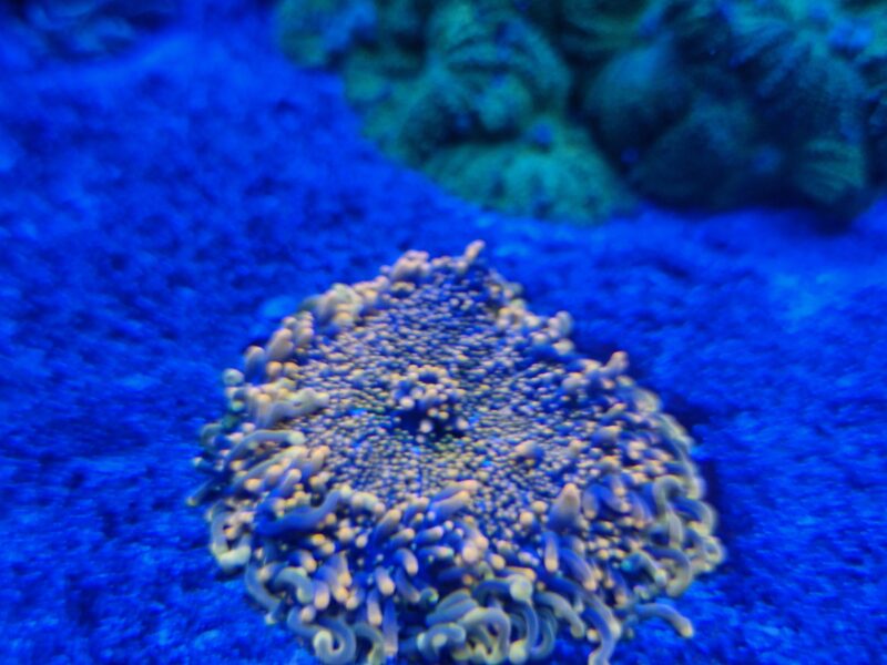 Stunning Orange Rhodactis Mushroom Coral WYSIWYG