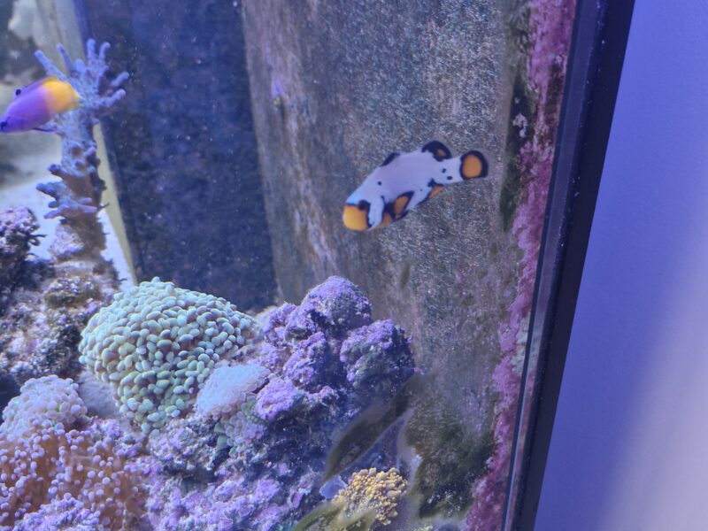 Stunning Frostbite Clownfish