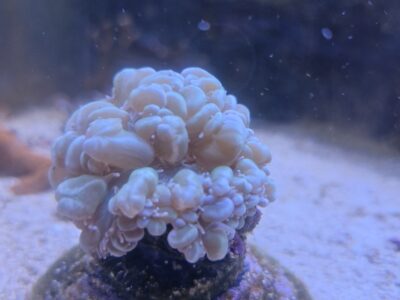 Bubble Coral