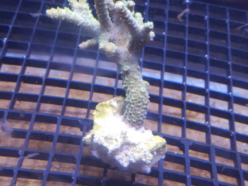 SPS Coral Frags – Superman Monti, Green Acro & Stylophora