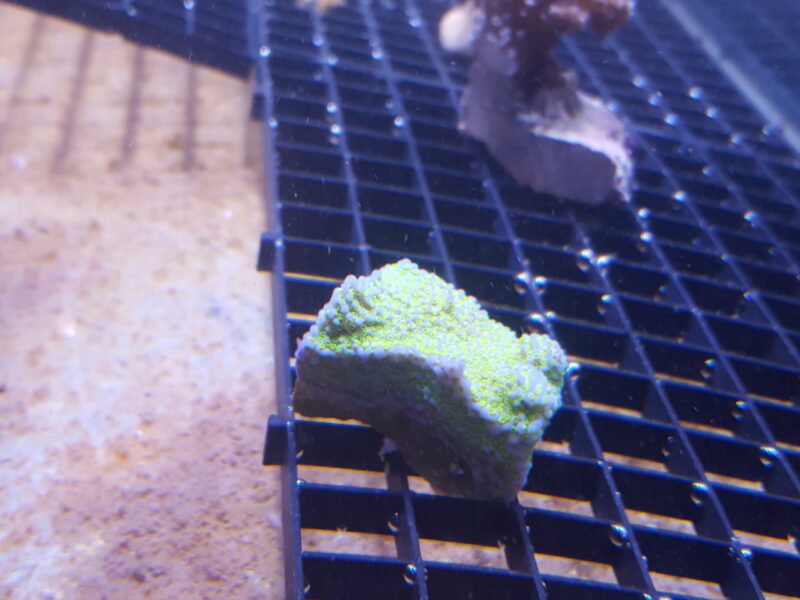 SPS Coral Frags – Superman Monti, Green Acro & Stylophora