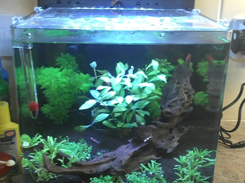 30L Planted Tank Setup Empty & Ready to Go