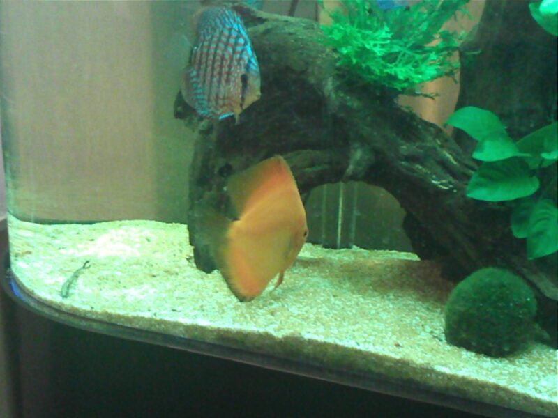 Orange Discus