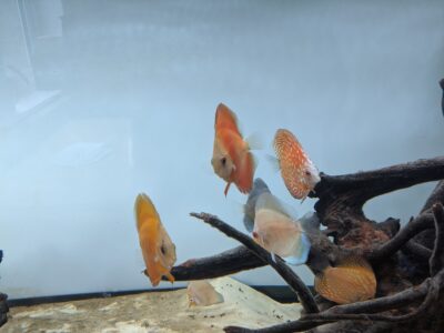 7 Gorgeous Discus fish