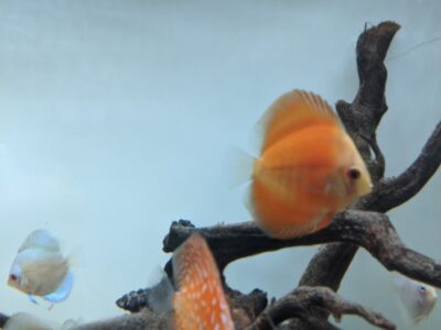 7 Gorgeous Discus fish