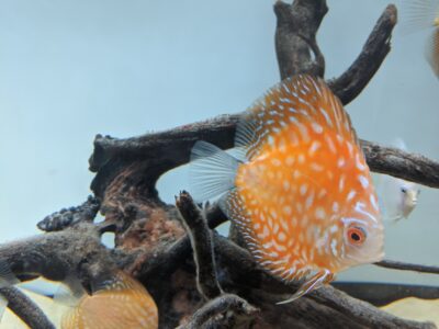 7 Gorgeous Discus fish