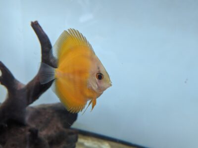 7 Gorgeous Discus fish