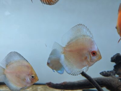 7 Gorgeous Discus fish