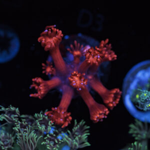 Red Goniopora Frag