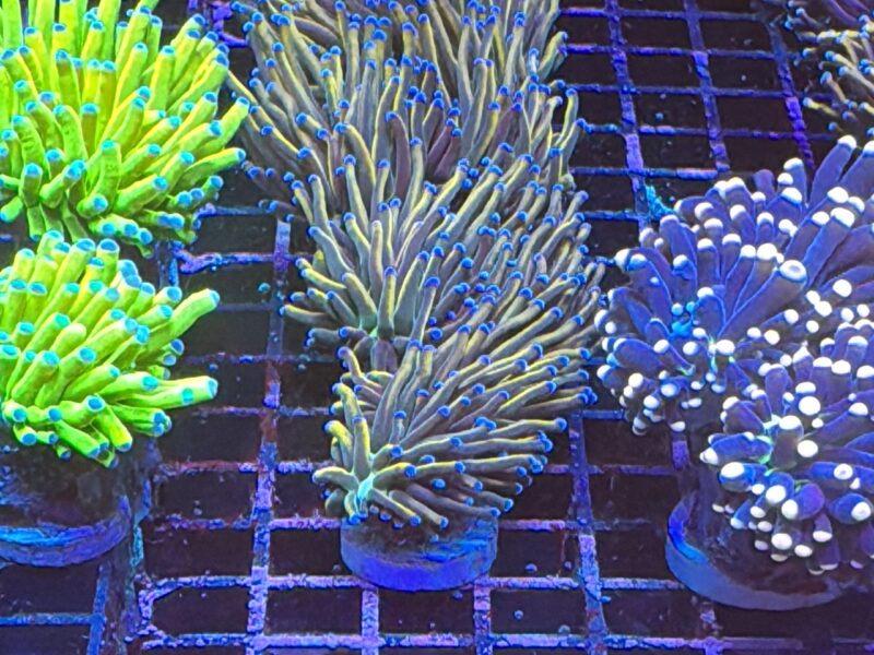 Deep water holy grail torch