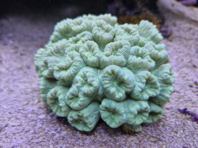 Toxic Green Candy Cane Coral Colony