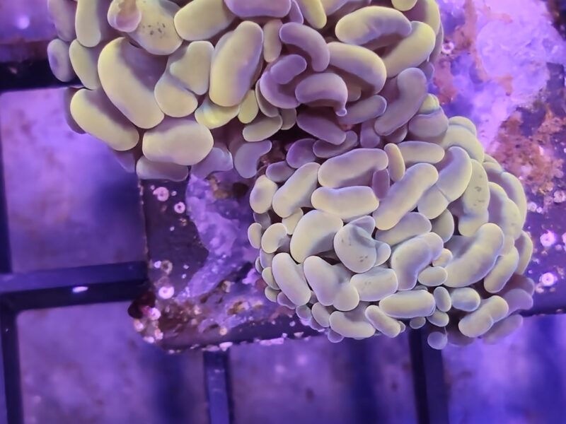 Hammer Coral double head