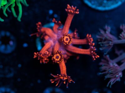 Red Goniopora Frag - blue center