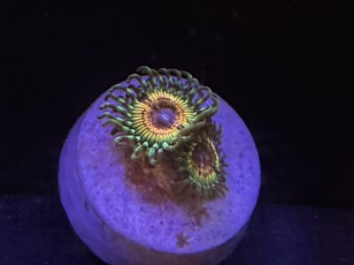 Little shop of horrors zoa