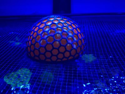 Glow orange nori moon