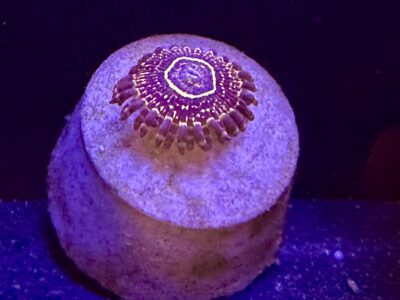 Stratosphere zoa
