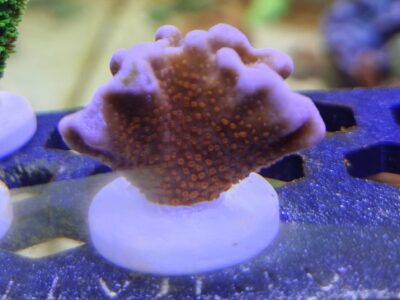 Bubblegum Montipora Digitata