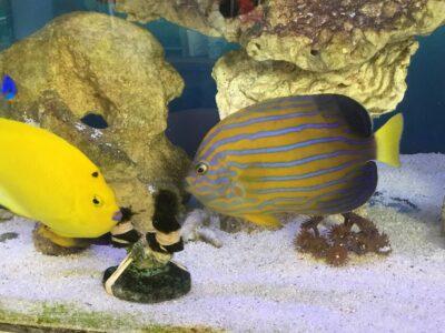 Chinese Blue line Angelfish (Chaetodontoplus septentrionalis)