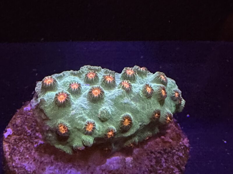 🔔JINGLE BELLS CYPHASTREA FRAG-LPS/ FRAG/CORAL/MARINE Sps