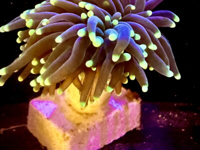 Rare Malaysian Yellow tip, dark green stem Torch