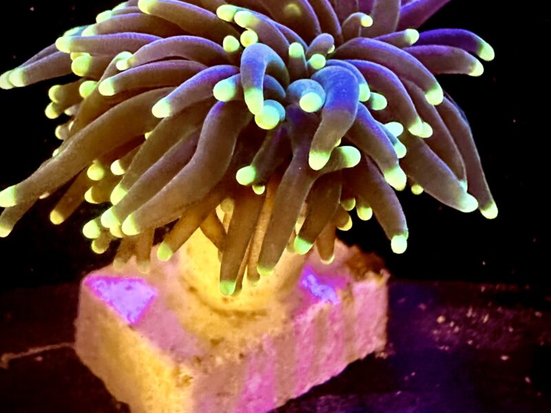 Rare Malaysian Yellow tip, dark green stem Torch