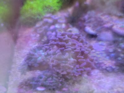 Purple hammer 6 heads
