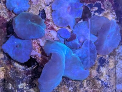 Blue discosoma