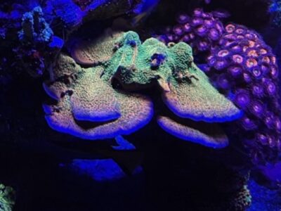 Tropic thunder monti marine coral frags sps not lps mushroom Zoa