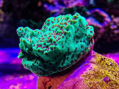 Chilli Pepper Monti coral marine frag Sps not Lps soft Mushroom Zoa Jelly Bean