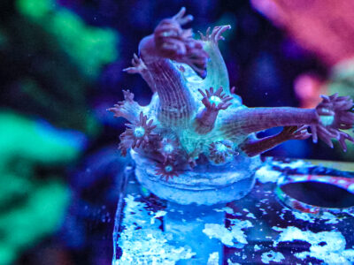 Spider Man Goni LPS Not Sps , Soft coral Mushroom Zoa Marine Frag