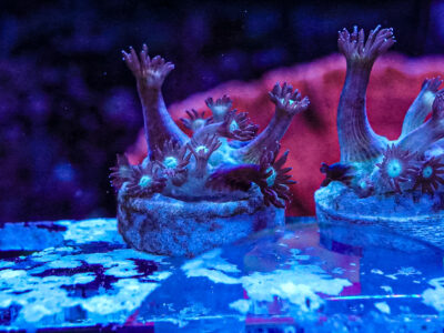 Spider Man Goni LPS Not Sps , Soft coral Mushroom Zoa Marine Frag