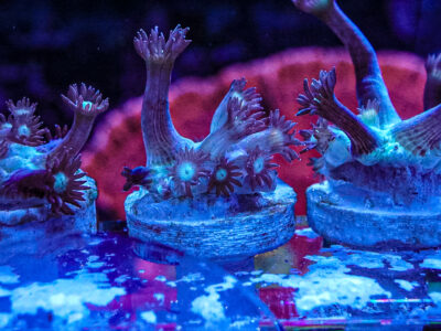 Spider Man Goni LPS Not Sps , Soft coral Mushroom Zoa Marine Frag