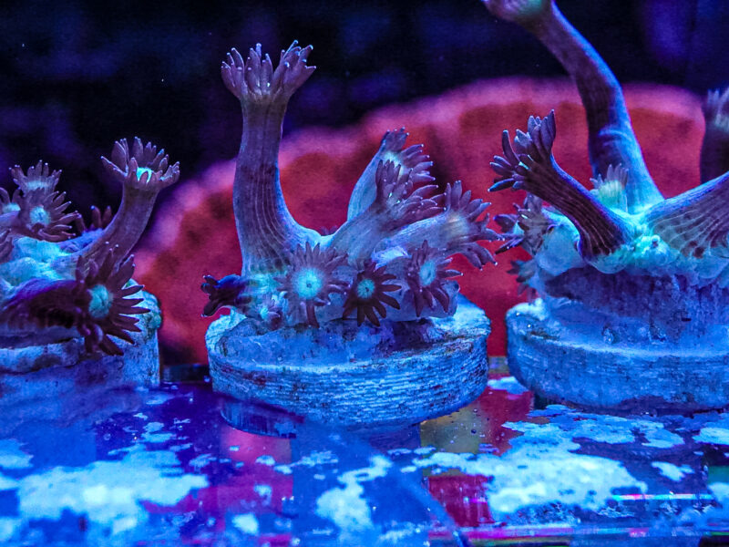 Spider Man Goni LPS Not Sps , Soft coral Mushroom Zoa Marine Frag