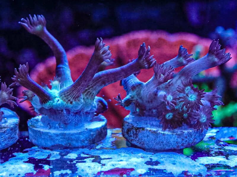 Spider Man Goni LPS Not Sps , Soft coral Mushroom Zoa Marine Frag