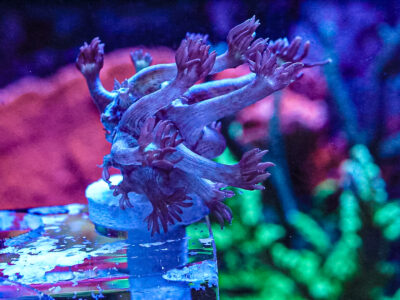 Spider Man Goni LPS Not Sps , Soft coral Mushroom Zoa Marine Frag