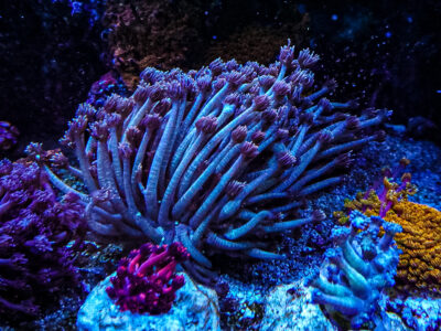 Spider Man Goni LPS Not Sps , Soft coral Mushroom Zoa Marine Frag