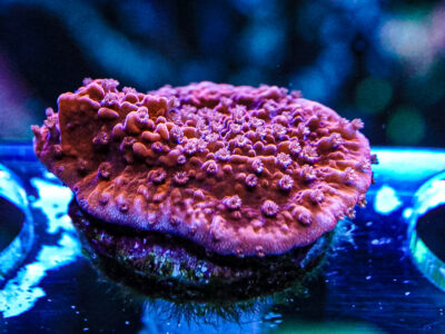 Scrolling Red Cap Monti coral marine frag Sps not Lps soft Zoa
