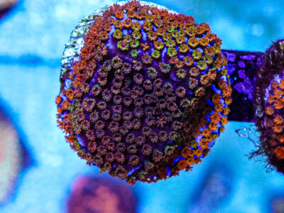 Rainbow monti sps marine coral frags not lps mushroom zoa