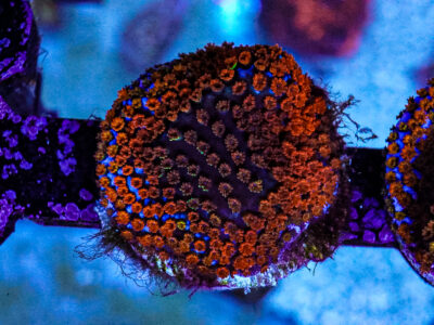 Rainbow monti sps marine coral frags not lps mushroom zoa