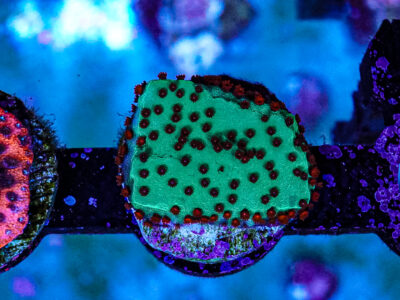 Chilli Pepper Monti coral marine frag Sps not Lps soft Mushroom Zoa Jelly Bean