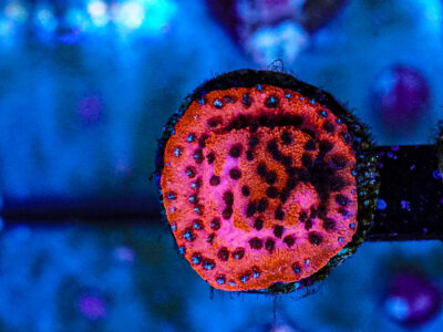 Mystic Sunset Monti coral marine frag Sps not Lps soft Mushroom Zoa Jelly Bean