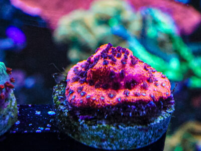 Mystic Sunset Monti coral marine frag Sps not Lps soft Mushroom Zoa Jelly Bean