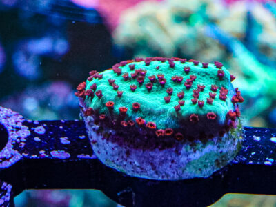 Chilli Pepper Monti coral marine frag Sps not Lps soft Mushroom Zoa Jelly Bean