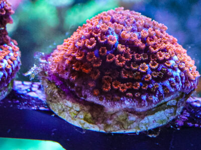 Rainbow monti sps marine coral frags not lps mushroom zoa