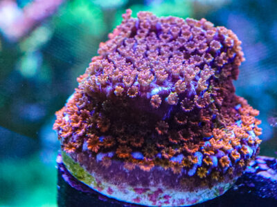 Rainbow monti sps marine coral frags not lps mushroom zoa