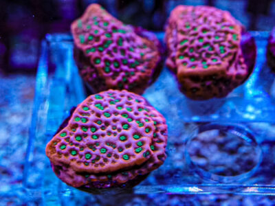 Tropic thunder monti marine coral frags sps not lps mushroom Zoa