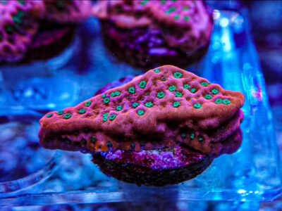 Tropic thunder monti marine coral frags sps not lps mushroom Zoa